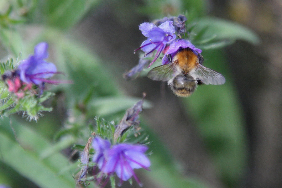 Carrellata di Bombus di varie specie